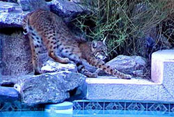 bobcat